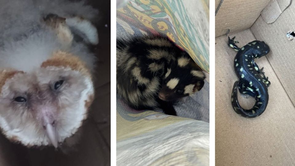 Lechuzas, zorrillos y salamandras, son especies de fauna silvestre que son rescatadas en la zona urbana de León