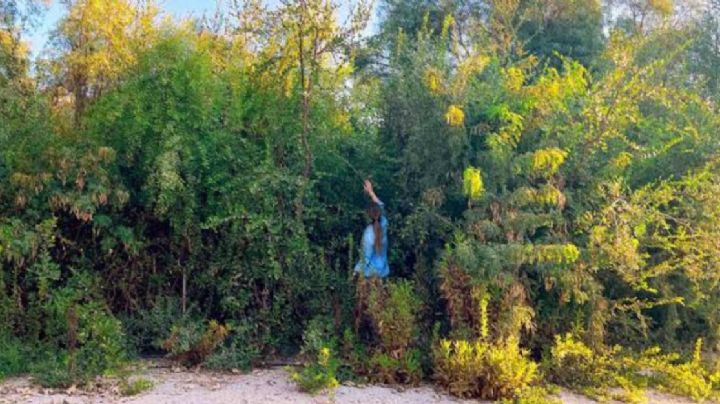 Crean primer Bosque Miyawaky en León; invitan a sembrar árboles