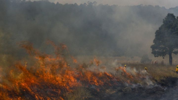 Guanajuato pierde cada vez más bosques por sequía e incendios forestales