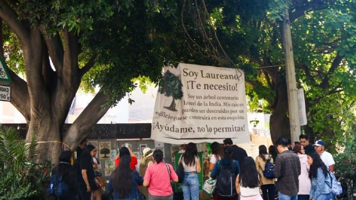 Árbol Laureano: claves para entender por qué vecinos de Benito Juárez quieren salvarlo
