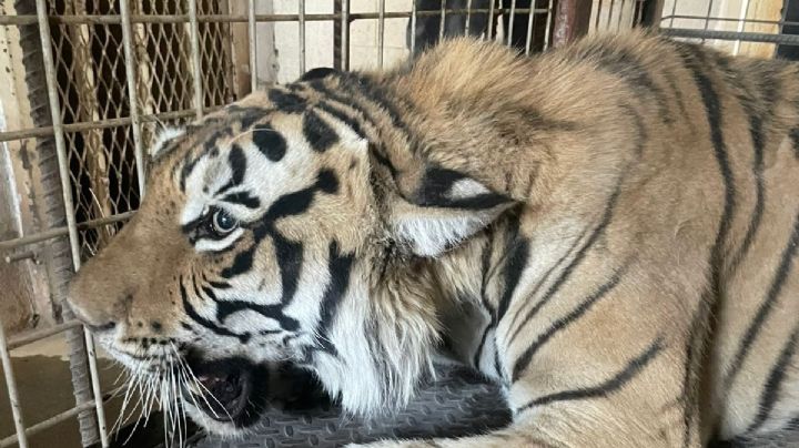 Profepa rescata a tigre dentro de taller mecánico de Ciudad Juárez
