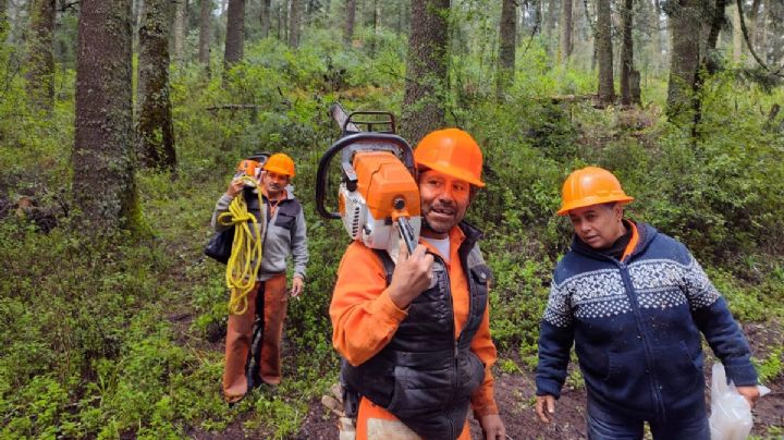 Gusano descortezador devasta más de 6 mil árboles en bosque de Mineral del Chico
