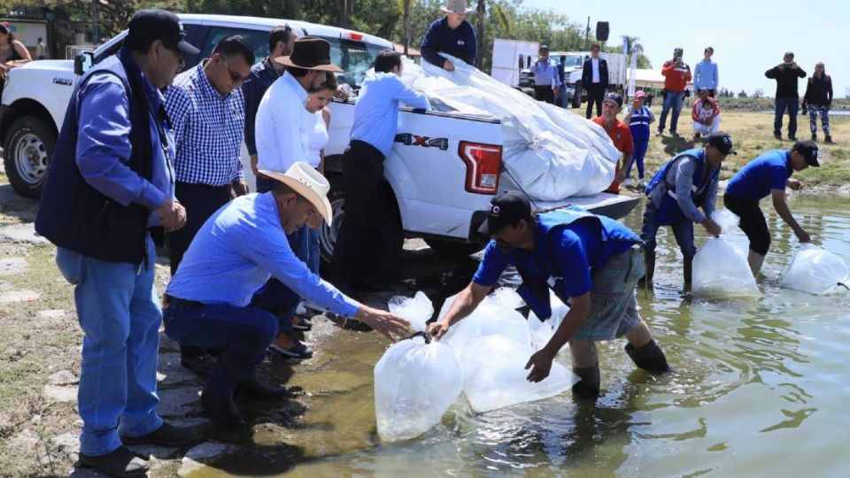Autoridades apoyarán a pescadores para que siembren alevines en la presa El Palote.