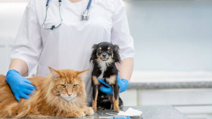 Piden a municipios de Hidalgo destinar presupuesto anual para esterilización animal