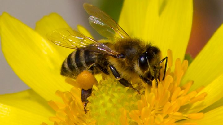 En Hidalgo existen 10 polinizadores principales; conócelos en este museo del Parque Nacional El Chico I Fotos