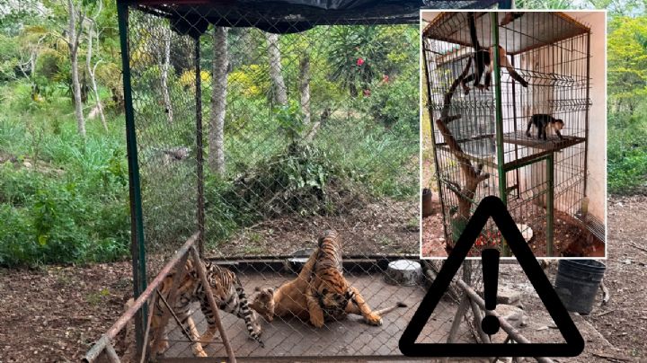 Por esta razón profepa rescató 75 animales silvestres de UMA de Veracruz