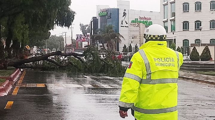 Lluvias del fin de semana dejan en Pachuca derrumbes, árboles caídos y socavones