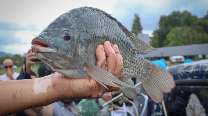 Los nuevos vecinos de la presa de El Palote: huachinangos y tilapias de El Molino