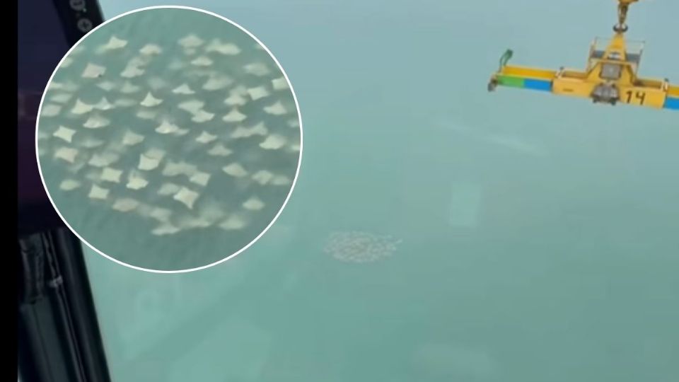 VIDEO: Así fue el impresionante avistamiento de mantarrayas en Veracruz