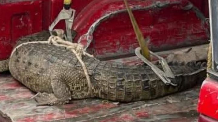 Capturan cocodrilo en Santa Rosa, Cuautitlán Izcalli