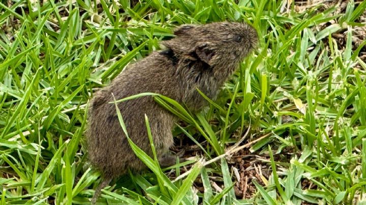 Acechan víboras y roedores el Parque Bicentenario de Metepec