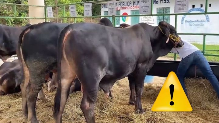 Gusano barrenador en Veracruz: detectan segundo caso en Minatitlán