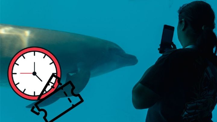 Aquarium de Veracruz: costo y nuevo horario durante el Carnaval de Veracruz 2025