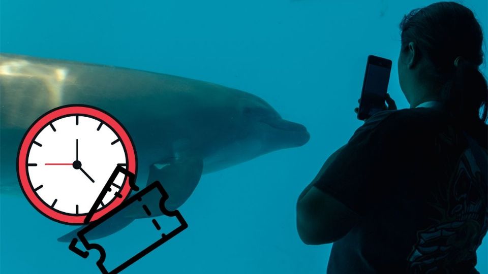 Aquarium de Veracruz: costo y nuevo horario durante el Carnaval de Veracruz 2025