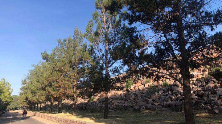 ¿Quieres ganar 18,000 pesos cuidando parques en León?