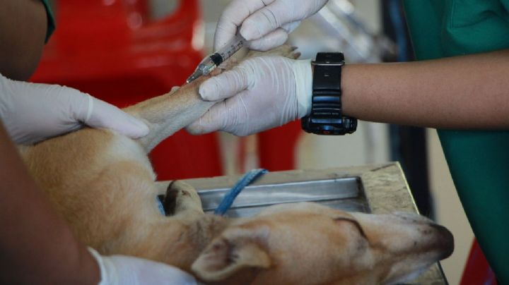 ¿Qué hacer cuando se muere tu animal de compañía?