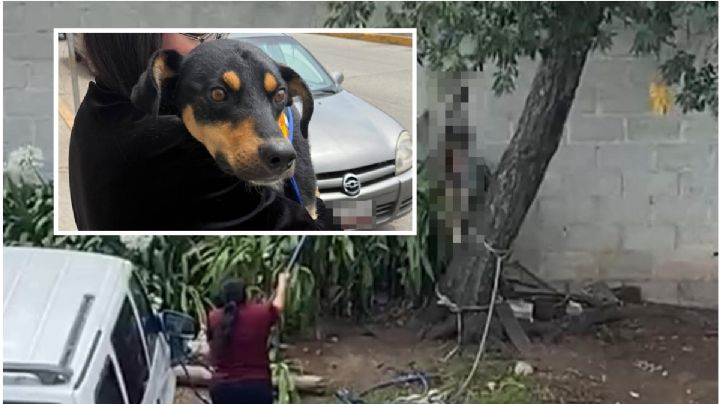 Posponen audiencia por maltrato animal en Tulancingo por falta de intérprete náhuatl