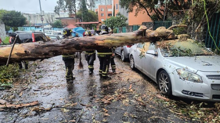 Cada 74 minutos cae un árbol en CDMX: van 488 en junio por lluvias