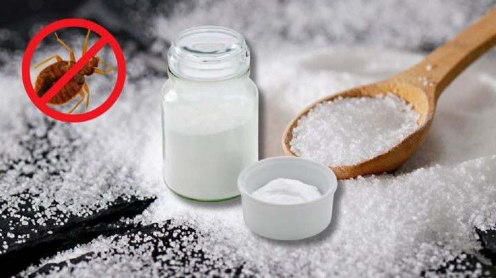 Este truco casero elimina las chinches para siempre en solo 24 horas y sin químicos peligrosos