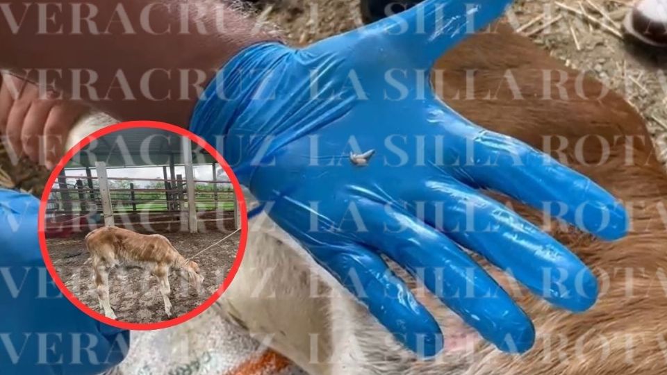 Becerro se contagió de gusano barrenador a 3 días de nacer en Minatitlán; es el segundo caso en Veracruz