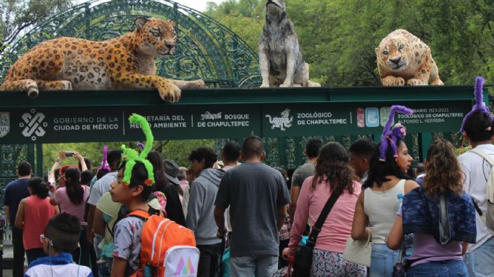 Teporingo en riesgo: mueren cientos en Chapultepec