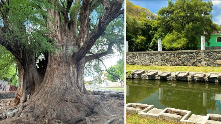 Un manantial y un ahuehuete en Guanajuato que han estado juntos por 500 años