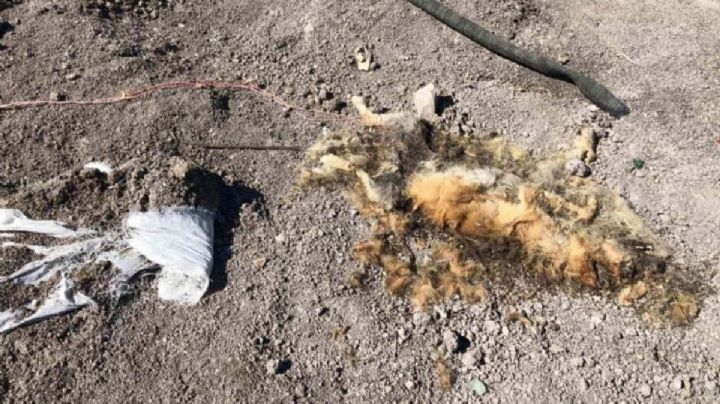 ¿Para qué utilizan los huachicoleros a perros muertos?