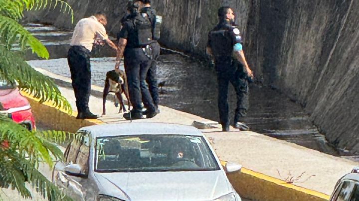 Rescatan a un perro de Malecón del Río en León, ¿Qué pasó?