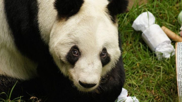 Xin Xin, la panda de México que celebró su cumpleaños 35