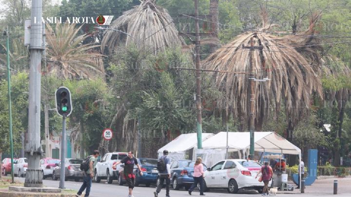 Adiós a las palmeras de CDMX: retirarán 1,500 antes de diciembre
