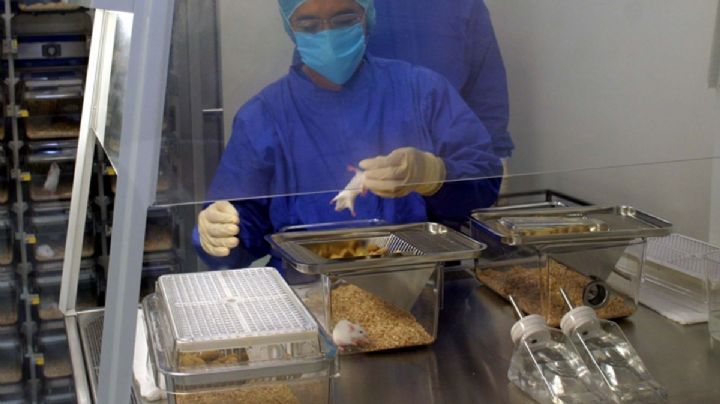 Científicos invierten el sexo biológico de ratones: ¿es posible en humanos?