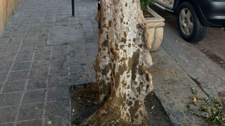 Arrojan aceite a árboles de San Juan de Dios