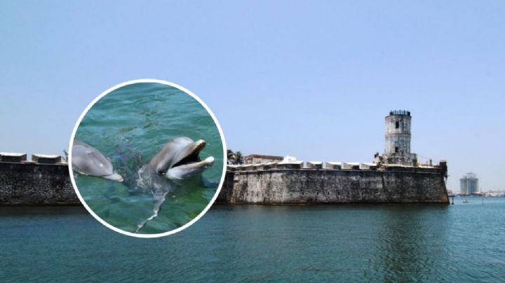 VIDEO: Avistamiento de delfines en bahía de Veracruz, así quedó grabado