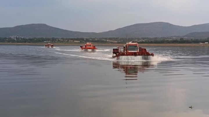 Presa Endhó: se ha sacado lirio como para cargar cuatro camiones; así los trabajos