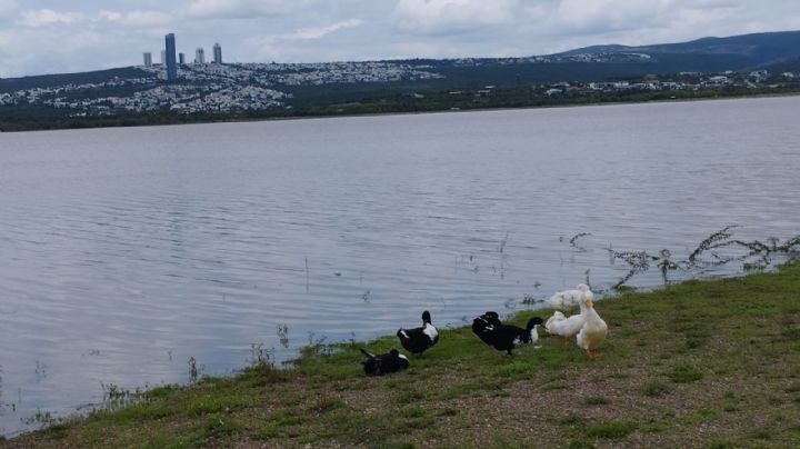 Cuándo se tendrá el primer vaso con agua potabilizada con nanotecnología de la Presa El palote; Conagua explica
