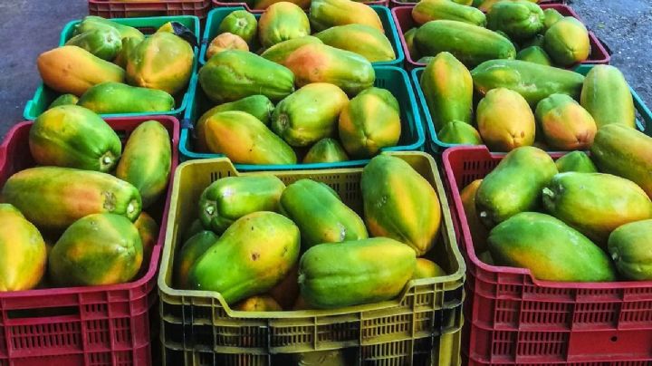 Así descubrieron, en cargamento de papaya, 23 millones de dólares en droga