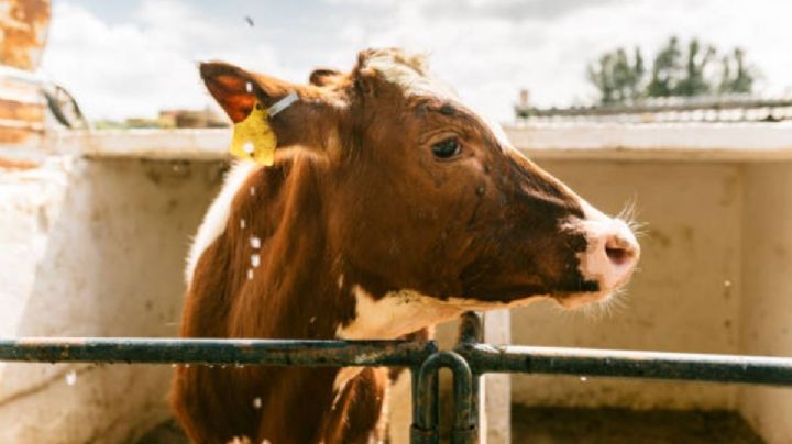 Productores de carne lamentan nuevo cierre fronterizo