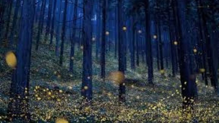 Inicia la temporada mágica de luciérnagas en Amecameca y municipios de los volcanes