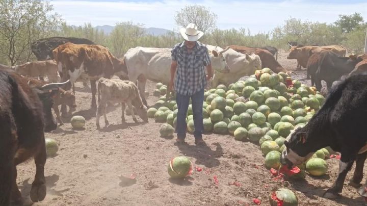 Gusano barrenador y sequía ahorcan a ganaderos en Sonora