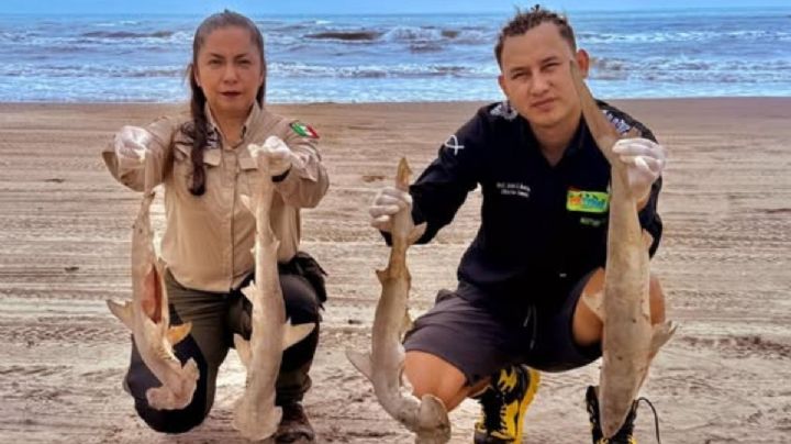 Tiburones martillo en Tamaulipas: entre la veda y la necesidad de modificaciones legales