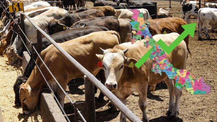 Los 5 municipios de Veracruz con más producción de ganado de res; el estado es líder nacional