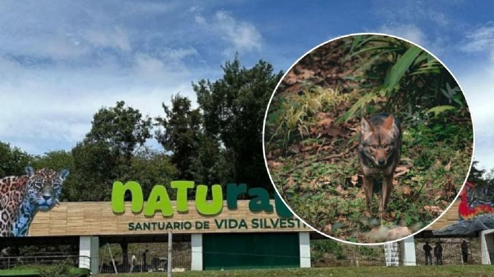 Graban a exótico zorro en Xalapa; estos son los lugares donde lo han visto