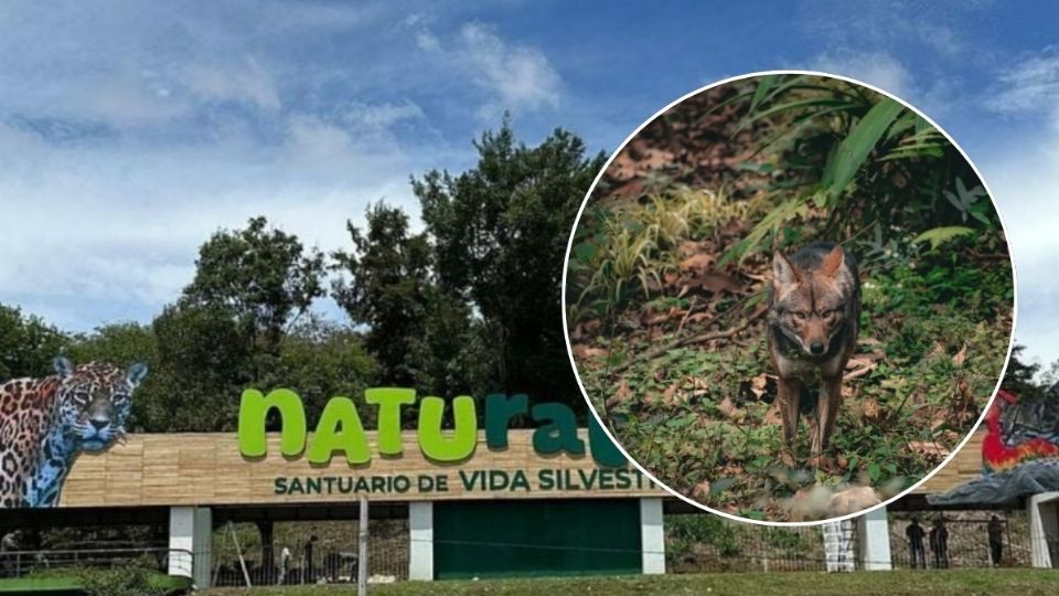 Graban a exótico zorro en Xalapa; estos son los lugares donde los han visto