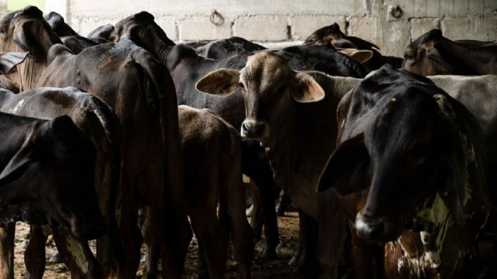 Gusano barrenador deja pérdidas de hasta 30 millones de dólares mensuales