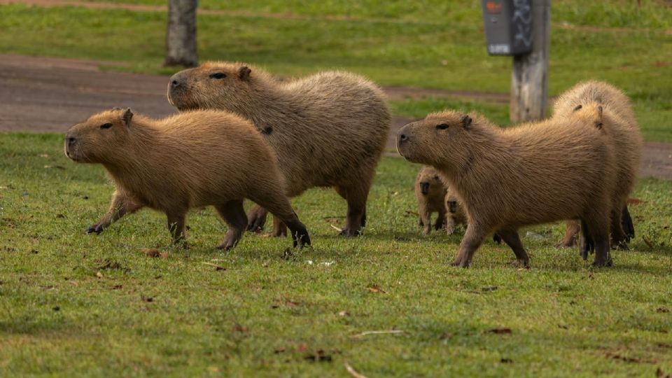 Los capibaras tendrán un hábitat interactivo para convivir con ellos