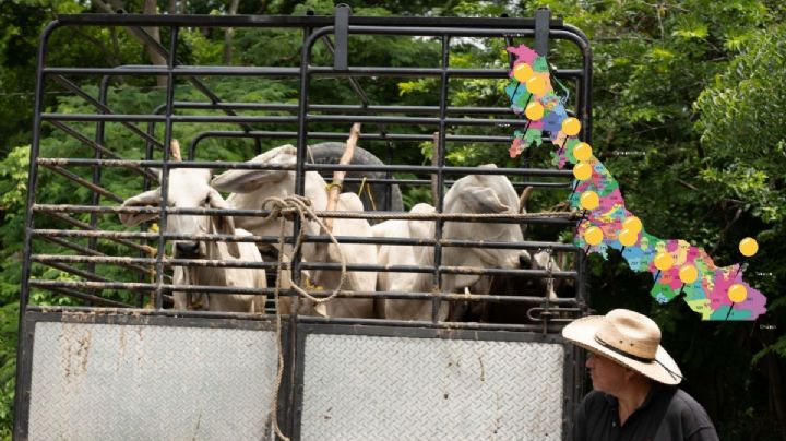 Blindaje sanitario en Veracruz: Los 27 puntos de inspección para evitar ingreso de gusano barrenador