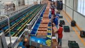 Foto ilustrativa de la nota titulada: El arancel al jitomate amenaza empleos, exportaciones y liderazgo global