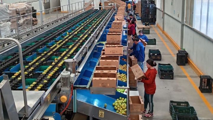 El arancel al jitomate amenaza empleos, exportaciones y liderazgo global