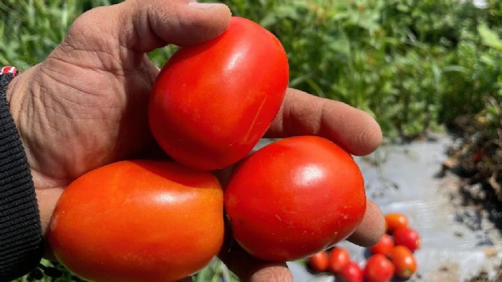 Trump “golpea” a productores de jitomate de Guanajuato