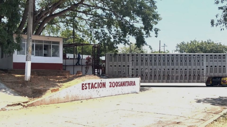 Intentan evadir filtros sanitarios: Ganadera Local de Coatzacoalcos